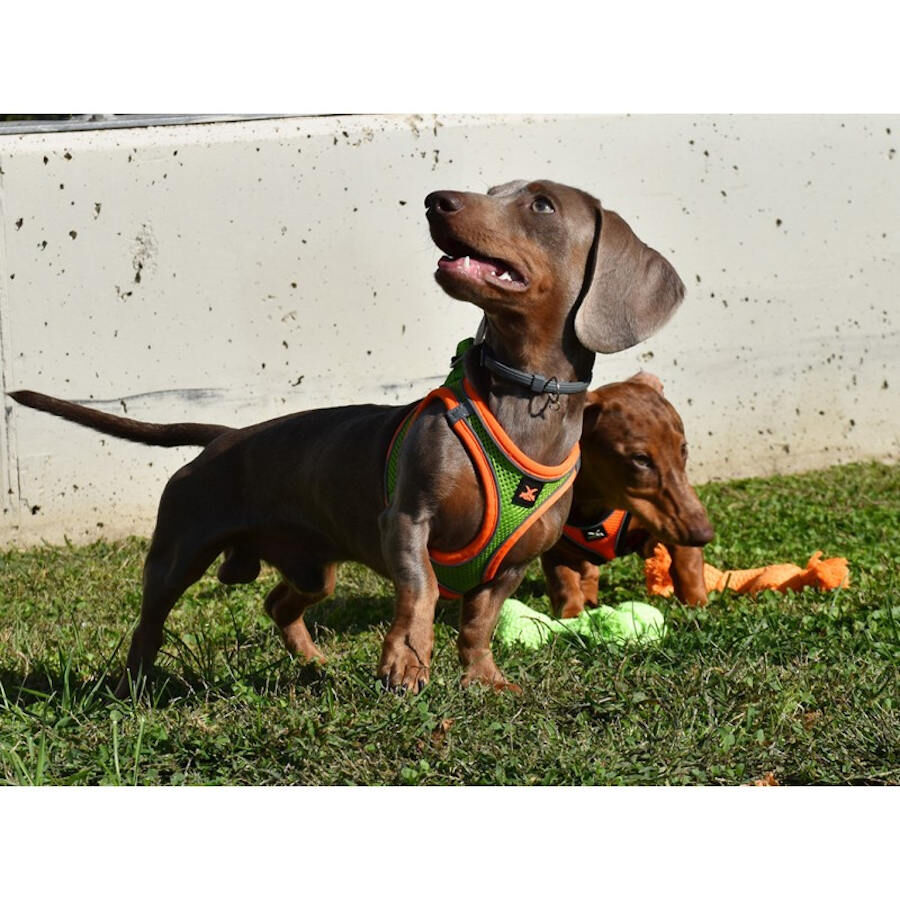 Nayeco X-TRM Neo Verde arn&eacute;s para perros, , large Imagen numero 2